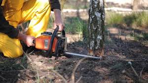 How Our Tree Care Process Works  in  Ronan, MT